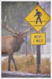 elk at crossing sign